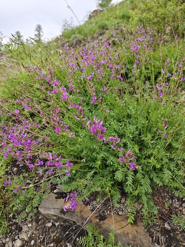Oxytropis coerulea, photograph 6