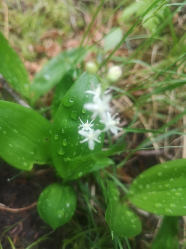 Canada mayflower