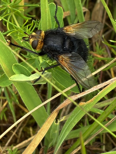 Yellow-faced Fly