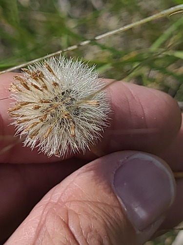 Arnica fulgens observed 2026-07-01