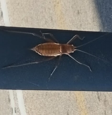 Rough Saddle Bush-cricket
