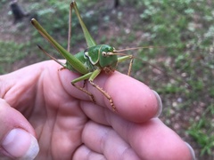 Pediodectes haldemanii