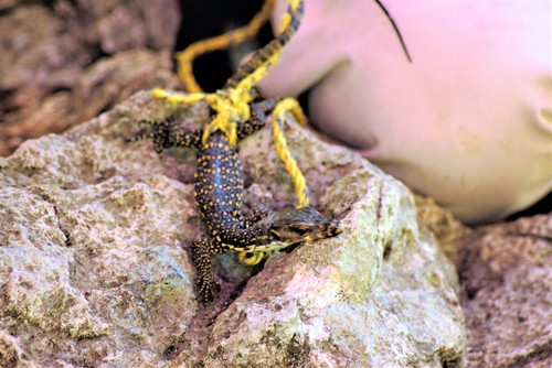 Marbled Water Monitor, Varanus marmoratus