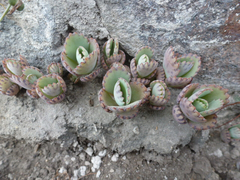 Kalanchoe daigremontiana