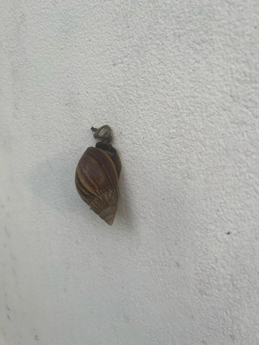 African Giant Snail