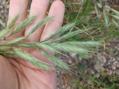 Bromus lanceolatus