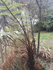 Dicksonia squarrosa