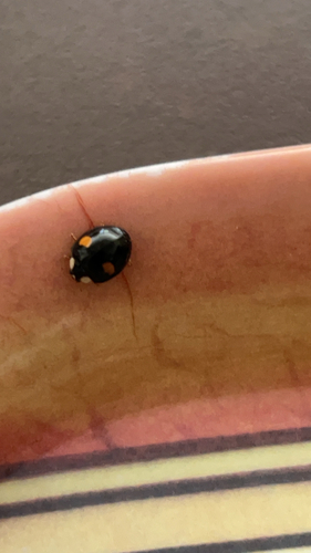 Asian Lady Beetle
