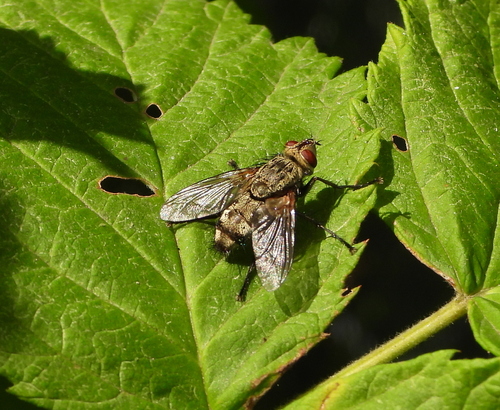 Microphthalma europaea