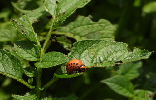 Colorado Potato Beetle