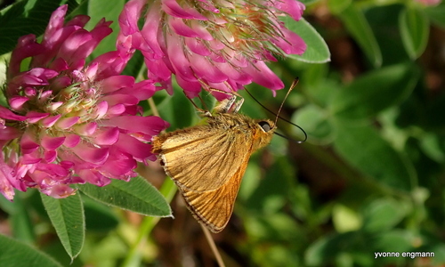 Large Skipper