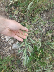 Bromus lanceolatus
