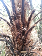 Dicksonia squarrosa