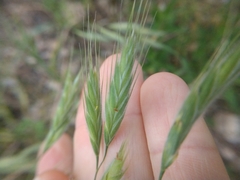 Bromus lanceolatus