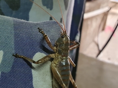 Liparoscelis pallidispina