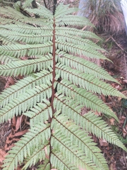 Dicksonia squarrosa