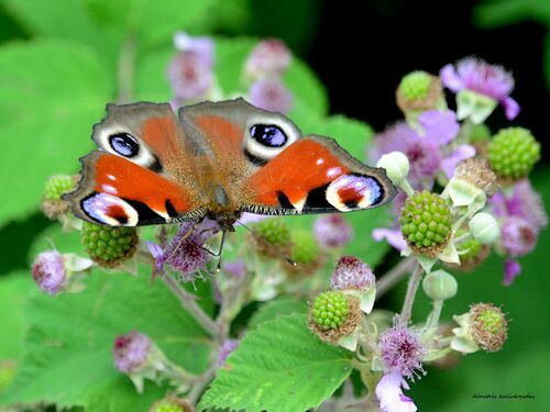 European Peacock Butterfly