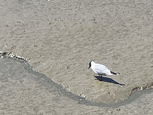 Black-headed Gull