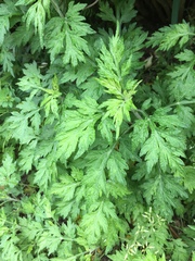 Artemisia princeps