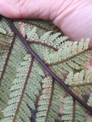 Dicksonia squarrosa