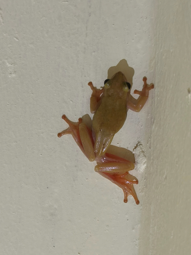 Kivu Reed Frog