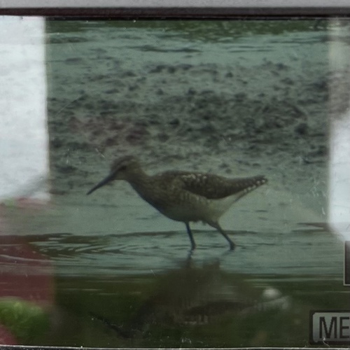 Wood Sandpiper