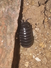 Isopoda