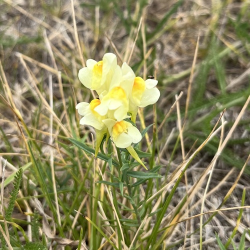 common toadflax
