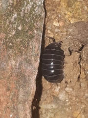 Isopoda