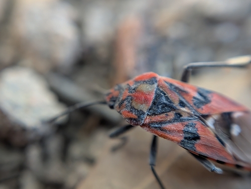 Indian Milkweed Bug