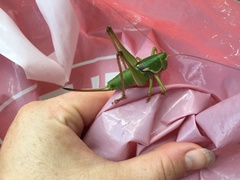 Pediodectes haldemanii