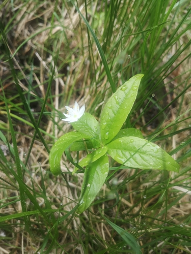 northern starflower
