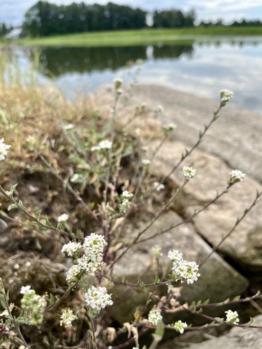 hoary alyssum