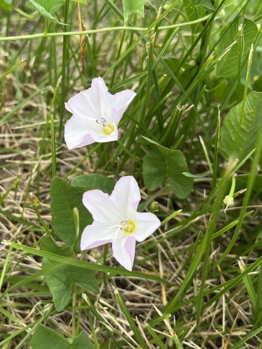 field bindweed