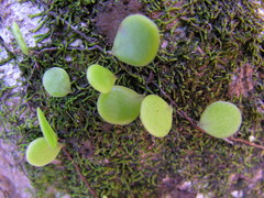 Pyrrosia