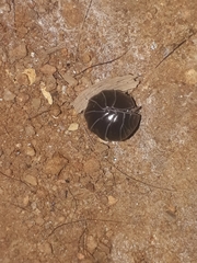 Isopoda