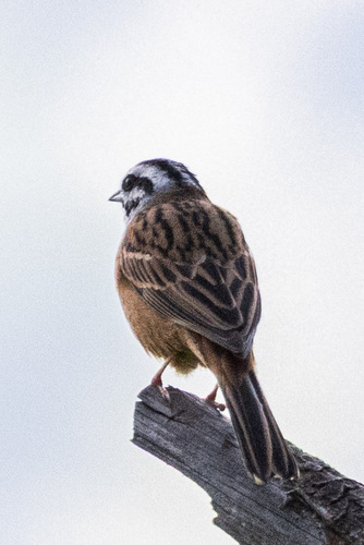 Rock Bunting