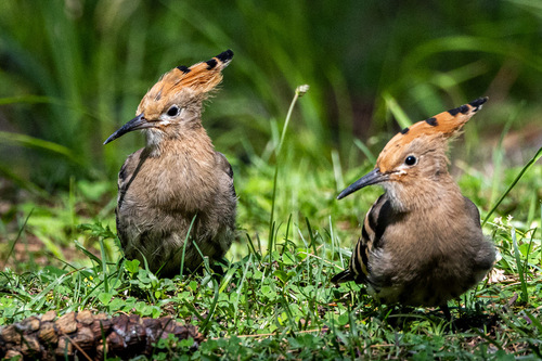 Common Hoopoe