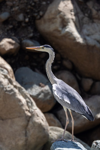 Grey Heron