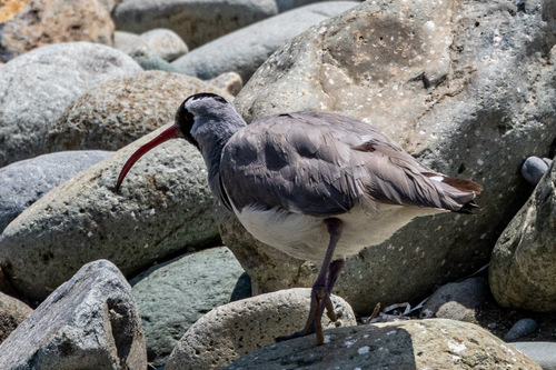 Ibisbill