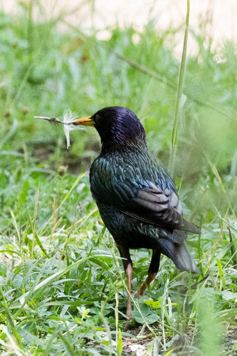 European Starling