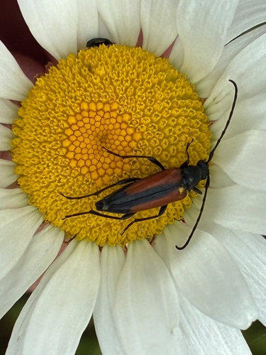 Black-striped Longhorn Beetle