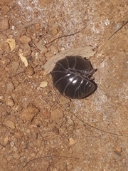 Isopoda