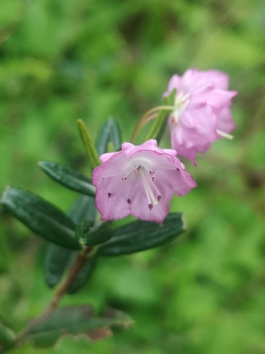Swamp Laurel
