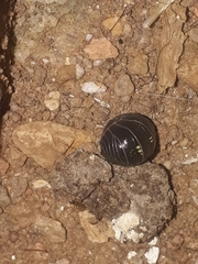 Isopoda