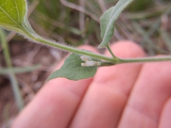 Carlowrightia torreyana