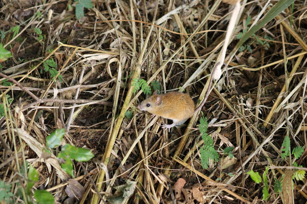 Vivo's Cerradomys