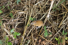 Vivo's Cerradomys photo 1