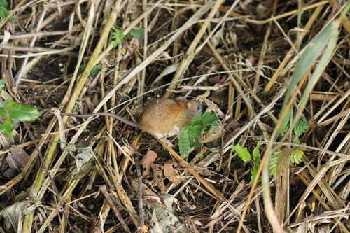 Cerradomys vivoi