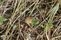 Vivo's Cerradomys photo 2